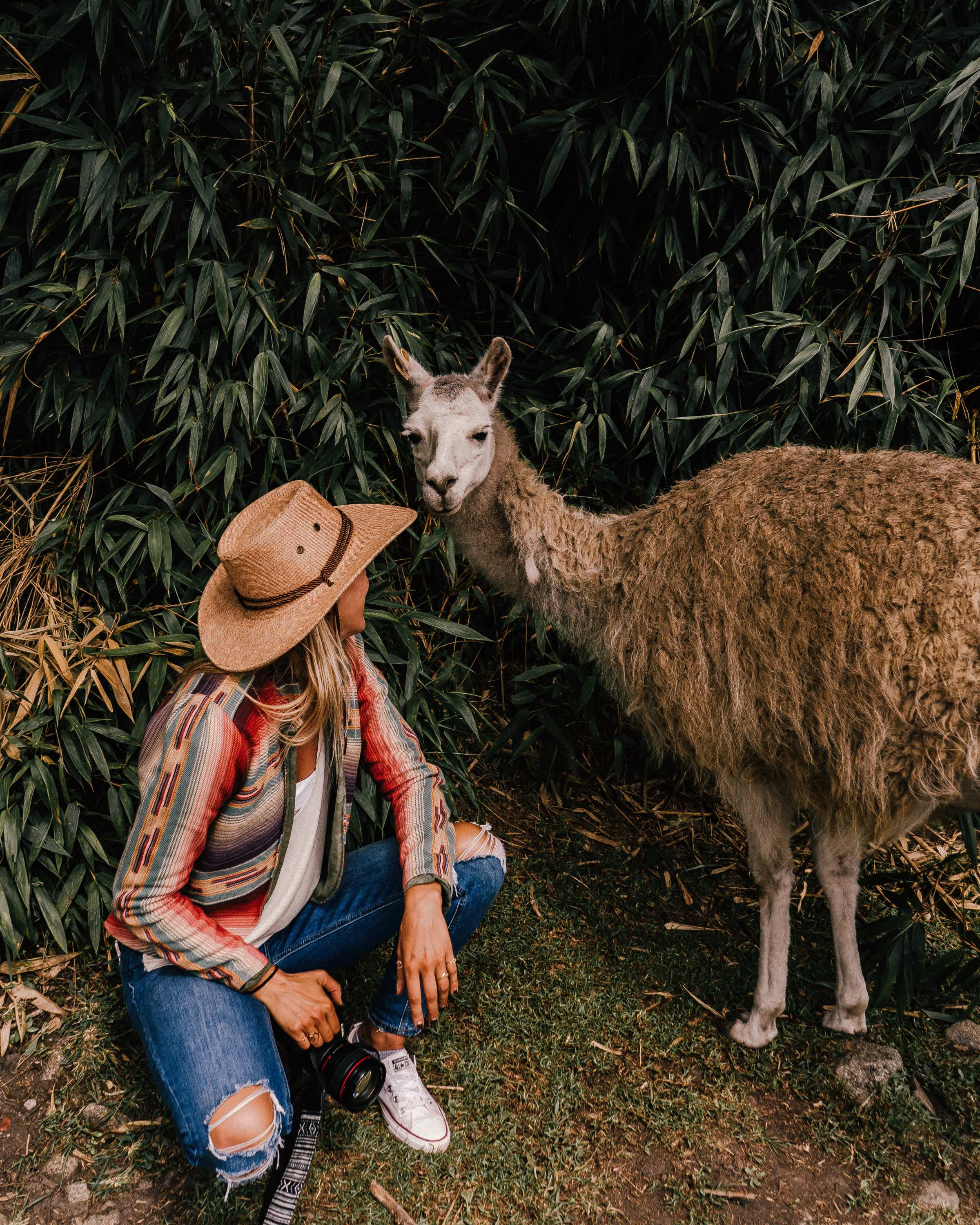 Llamas, Peru, I'm Jess Traveling Machu Picchu, Peru