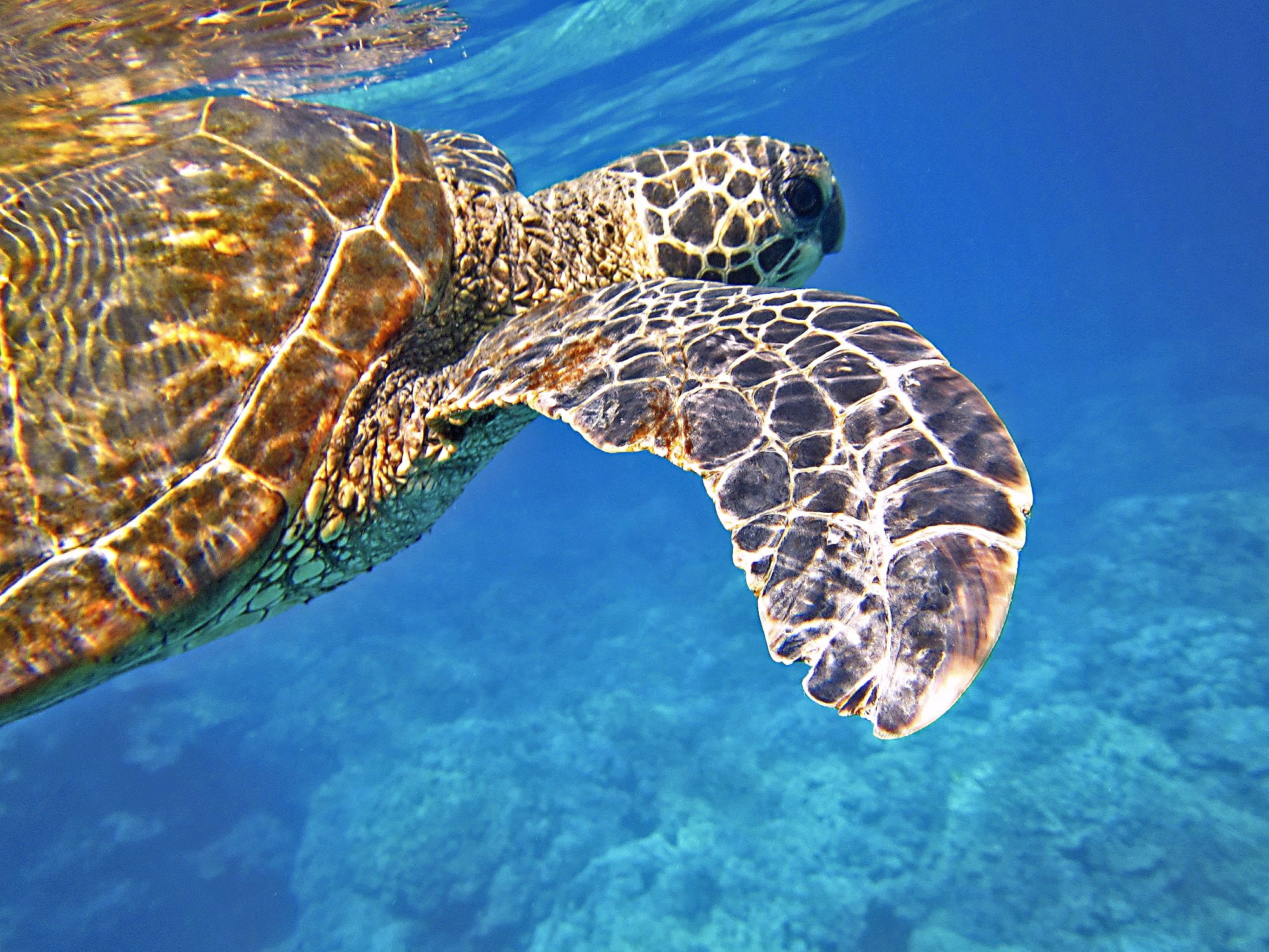 Turtle in the Ocean Maui under the Sea