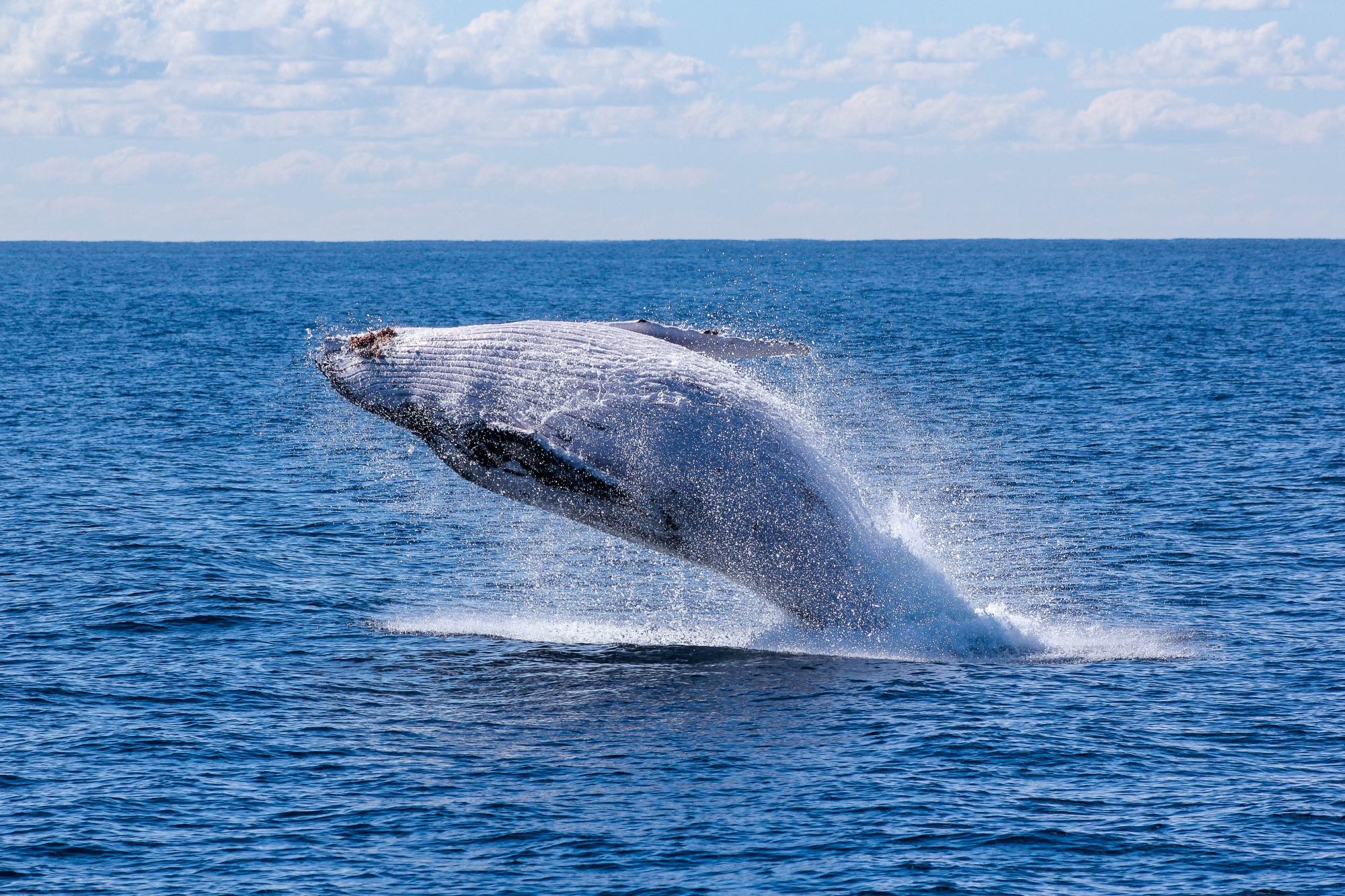 Whale Jumping off the Water Top things to see in Maui
