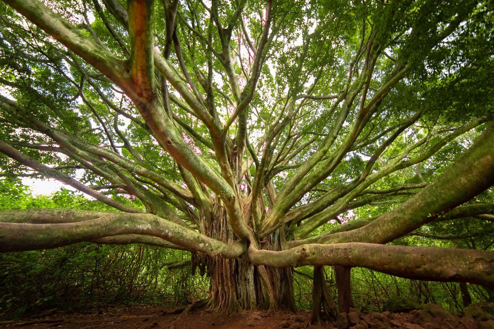 Beautiful banyan tree on the Pipiwai trail inside Haleakala National Park Maui
