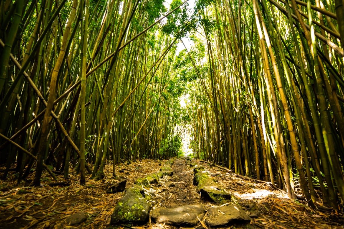 Pipiwai Trali with I'm Jess Traveling (1 of 1) Hawaii travel guide with I'm Jess Tracveling