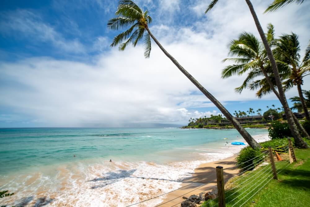 Napili Bay with a palm tree hanging over the beach