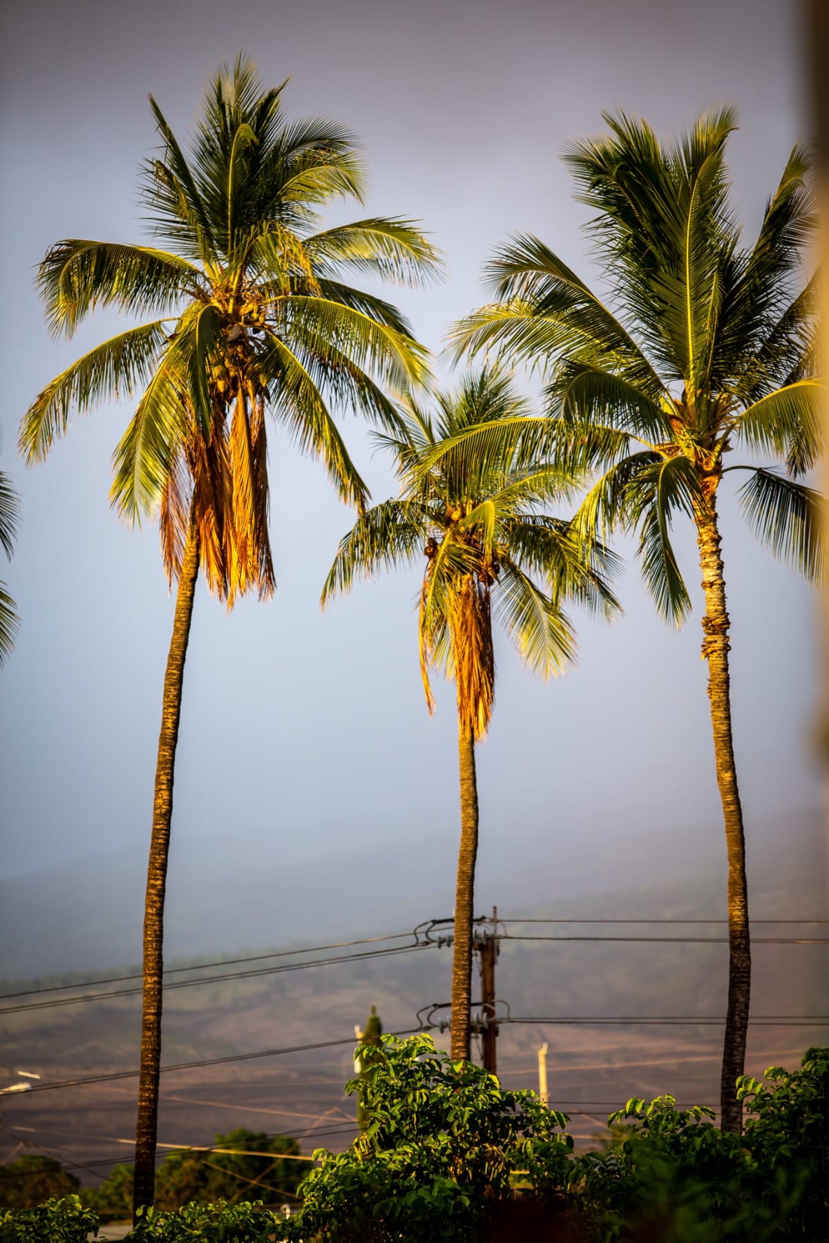 Palm treason Maui