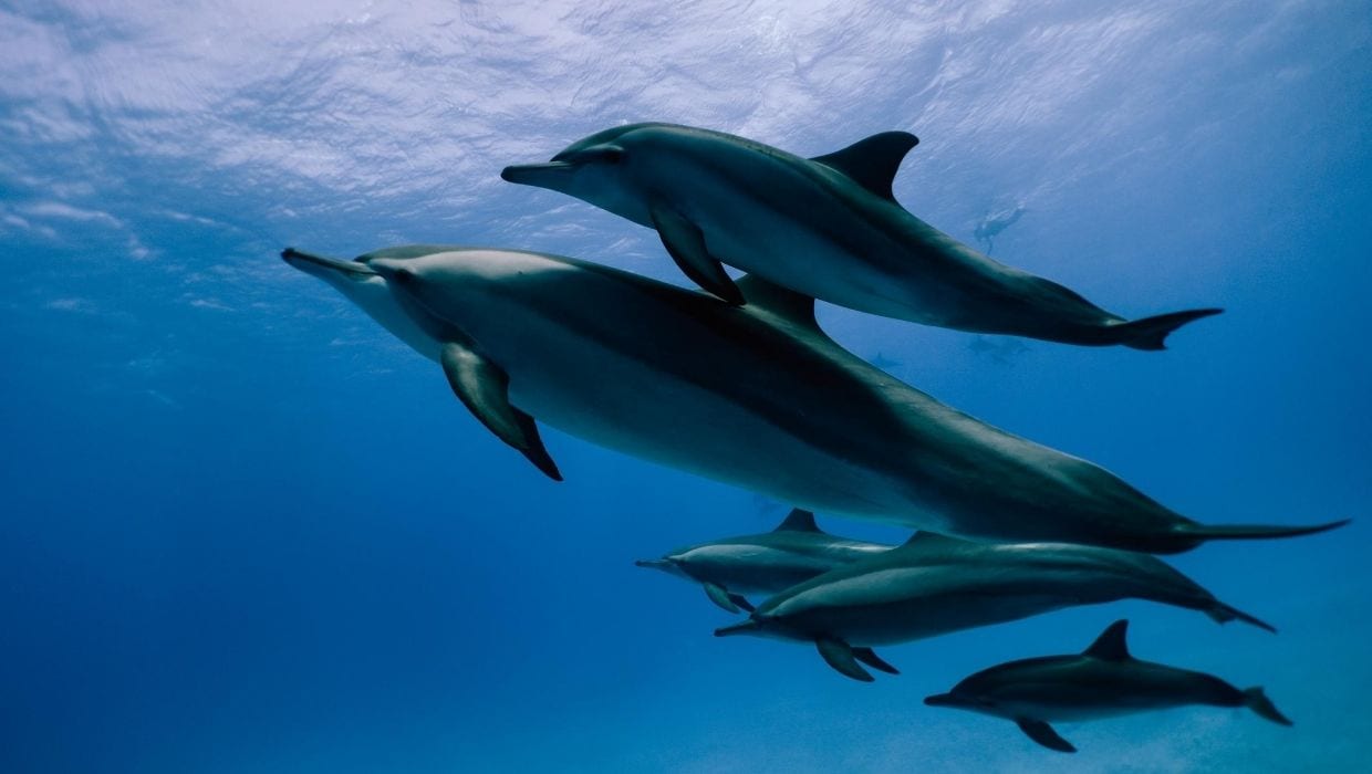Dolphins in Lanai a amazing budget friendly adventure Dolphins swimming on Maui