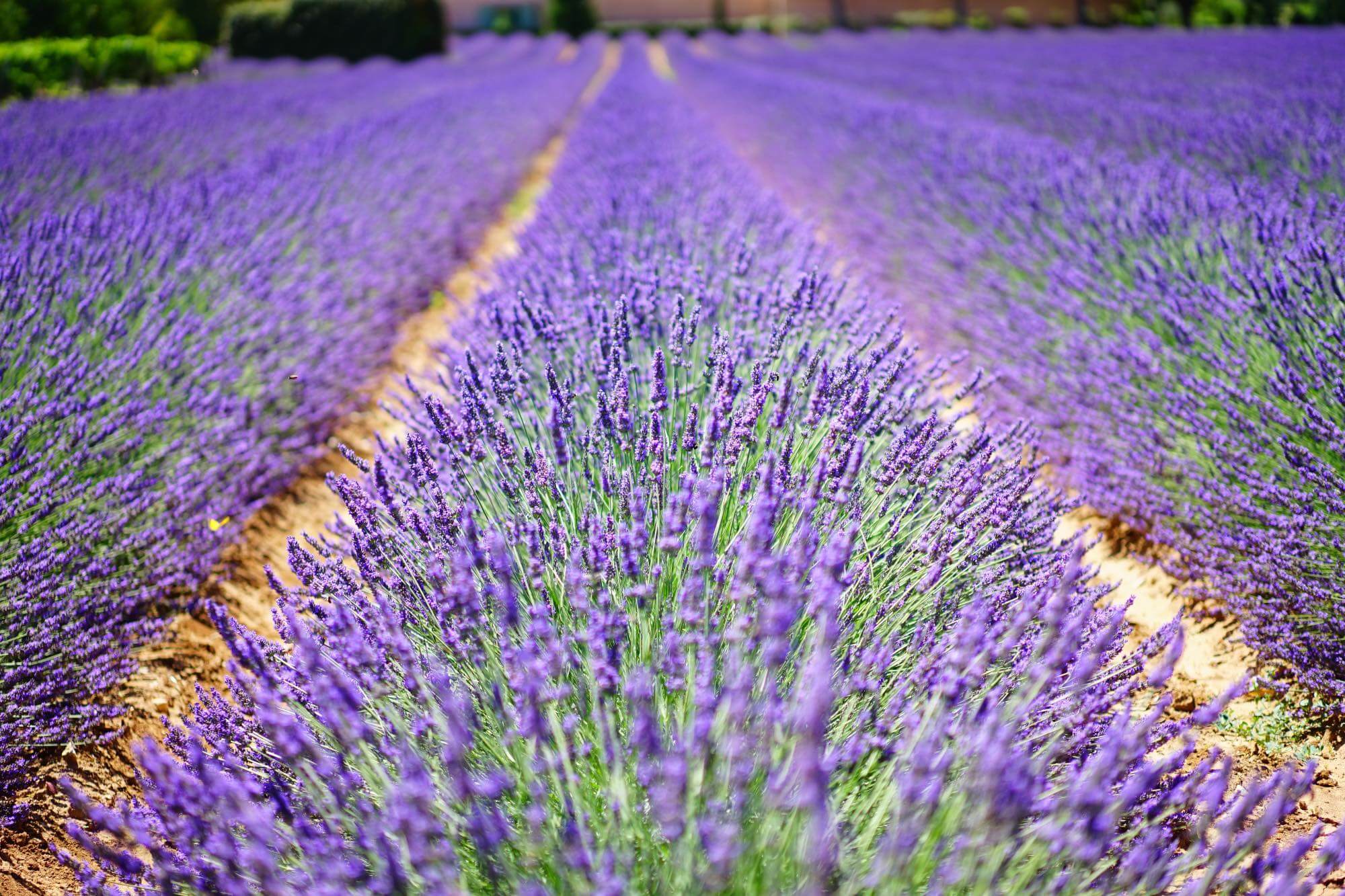 Lavender farm on Maui Lavender farm on Maui