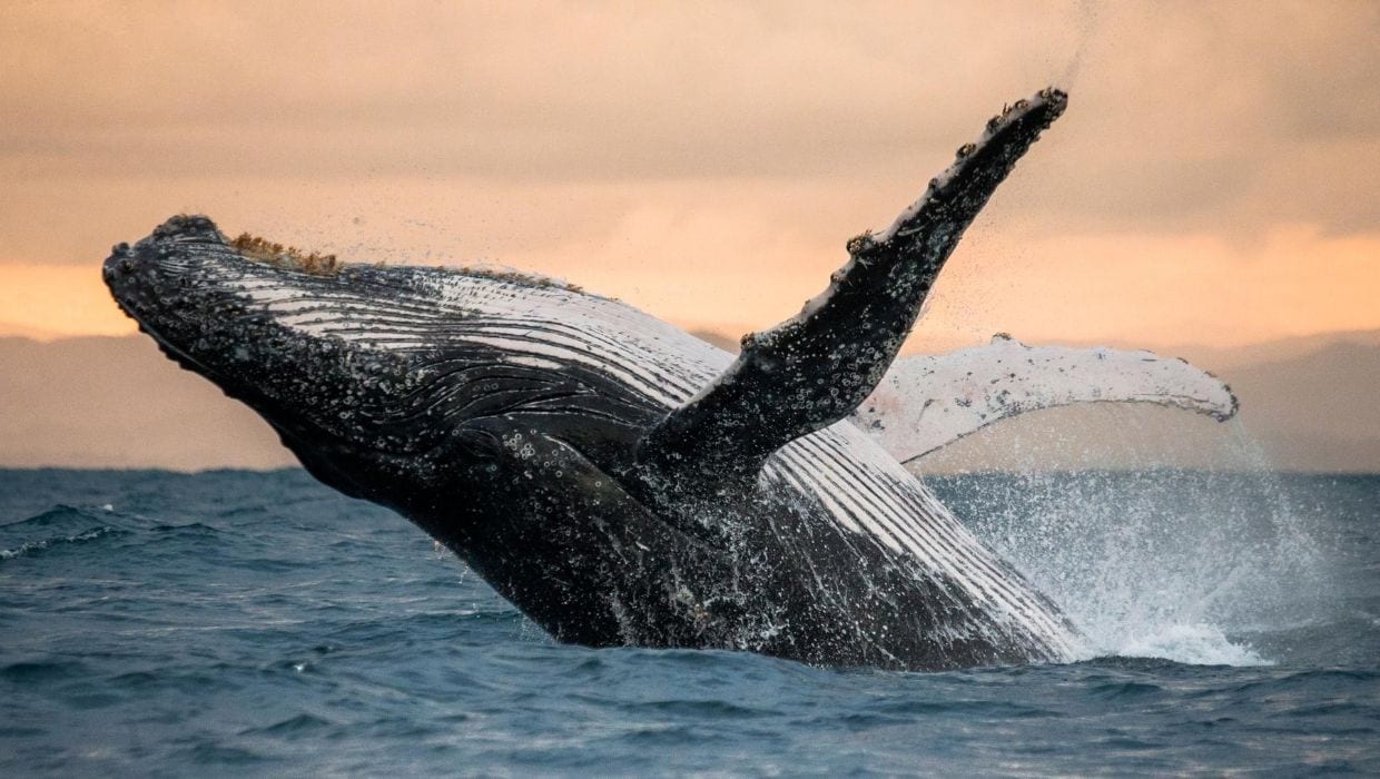 Pacific whale frolicking in the Pacific Ocean Pacific Humpback whale in the ocean in Maui