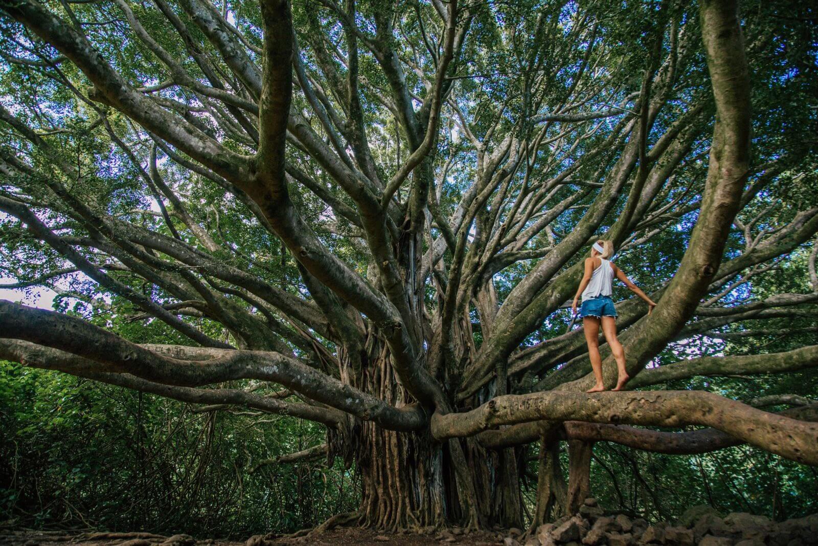 Pipiwai Trail, Maui Hi I'm Jess Traveling-2 Banyan Tree on the Pipiwai Trail, one of the best hikes on Maui