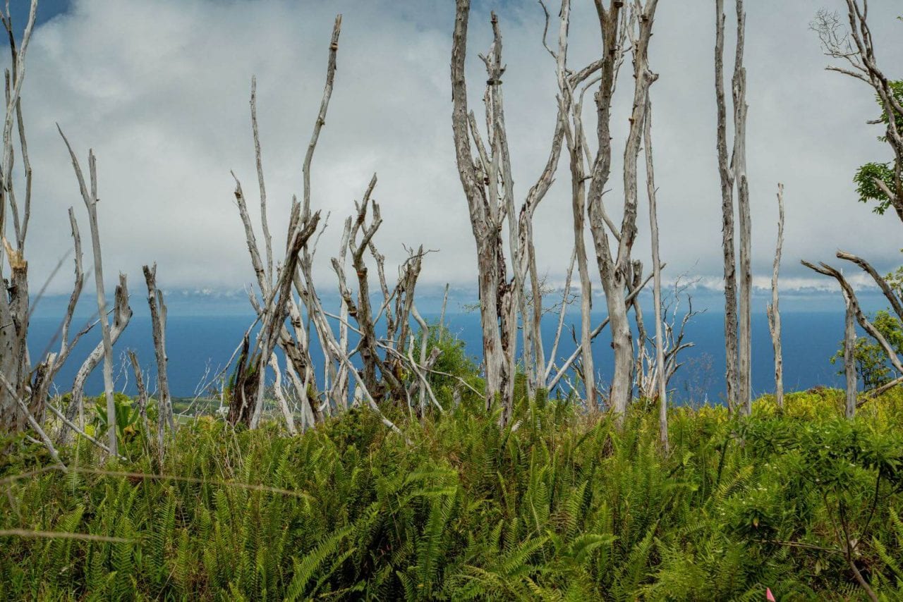 Hiking the Waihee Ridge Trail on Maui, HI - Im Jess Traveling