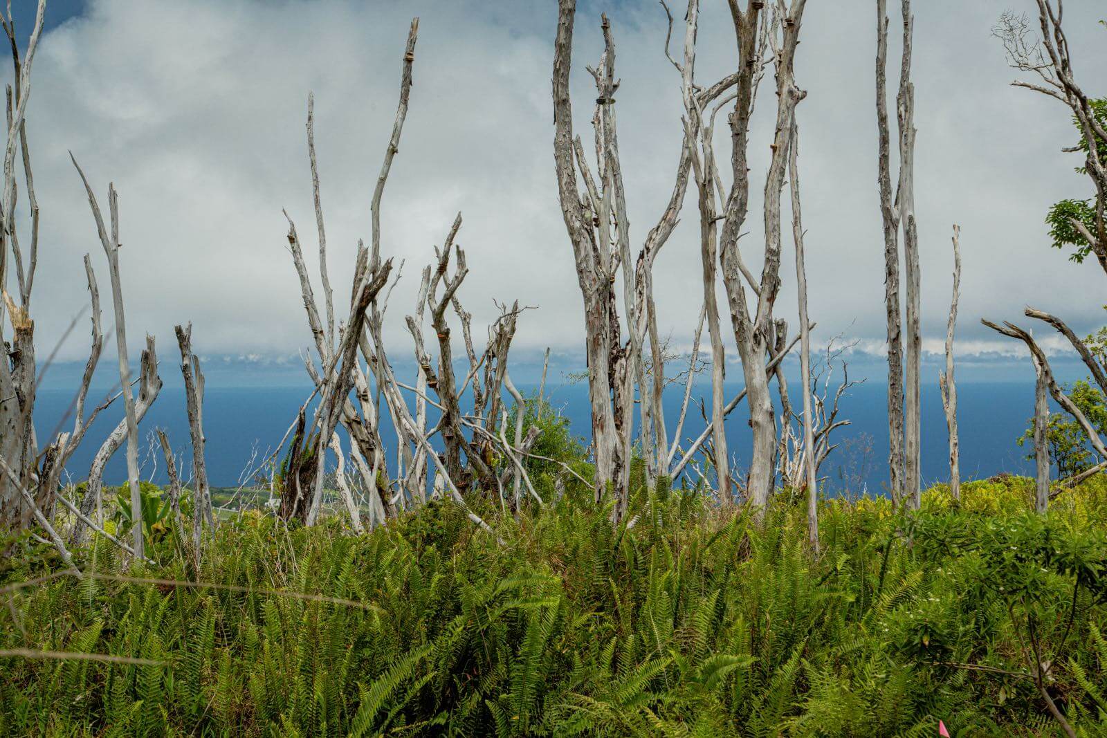 Hiking with I'm Jess Traveling Bare trees with an ocean in the background
