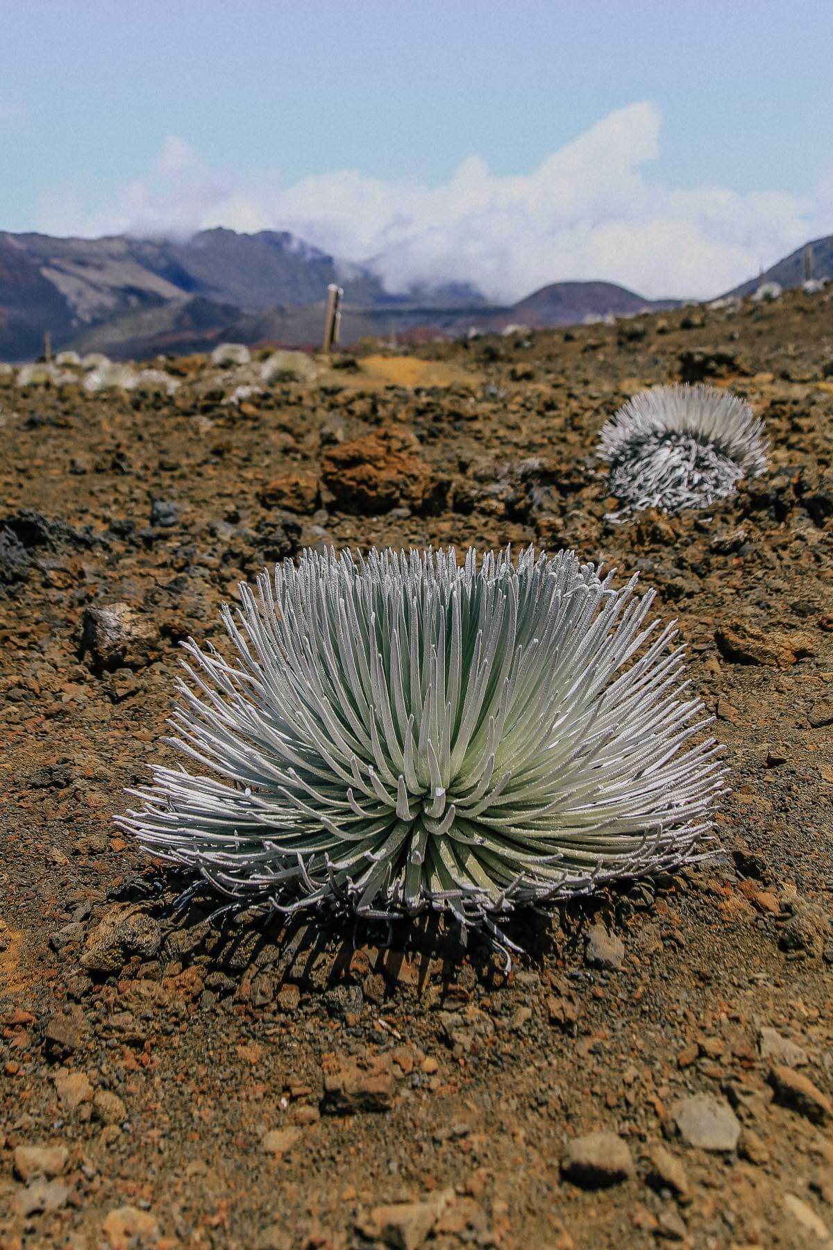 Rare plant inside Haleakala Crater