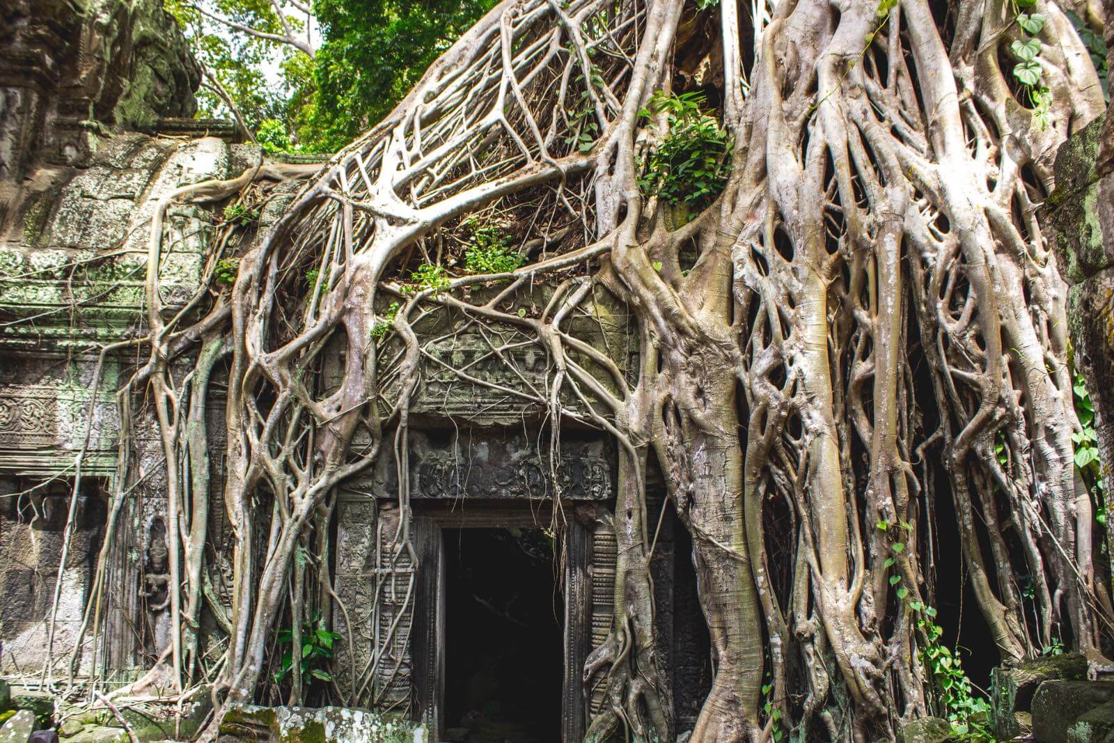 Tree growing over and into a temple in Cambodia