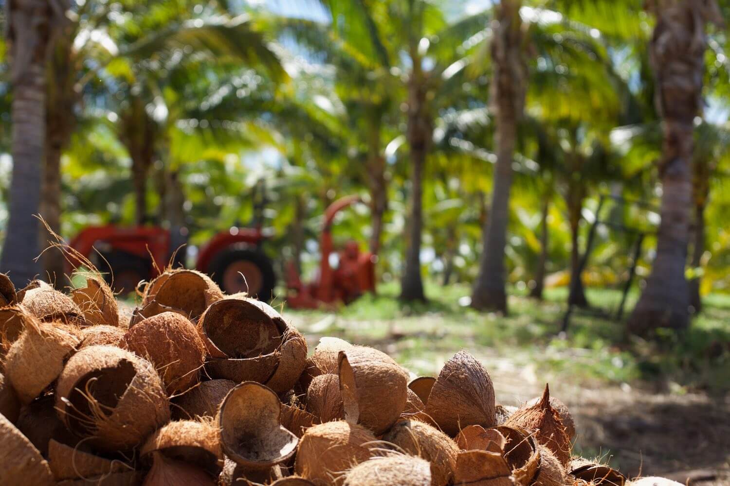 A pile of coconut shells on Maui