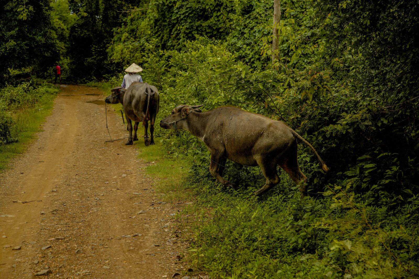 Water buffalo in Don Det Laos-2 Water buffalo in Don Det Laos