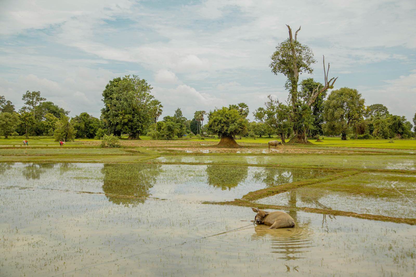 Island hopping in the Mekong River in Laos Water buffalo in a wet field in Si Pha Don Islands-2