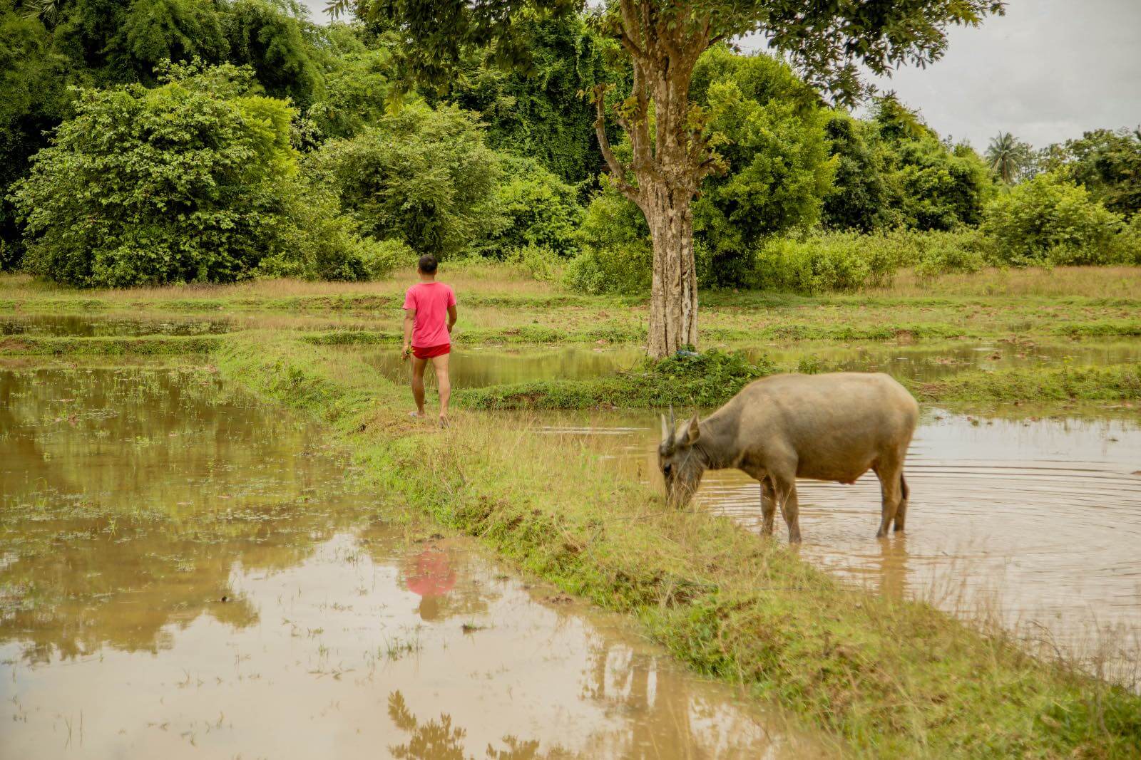 Man and water buffalo in Don Det, Laos water Buffalo and a man in a field on Don Det, Laos island