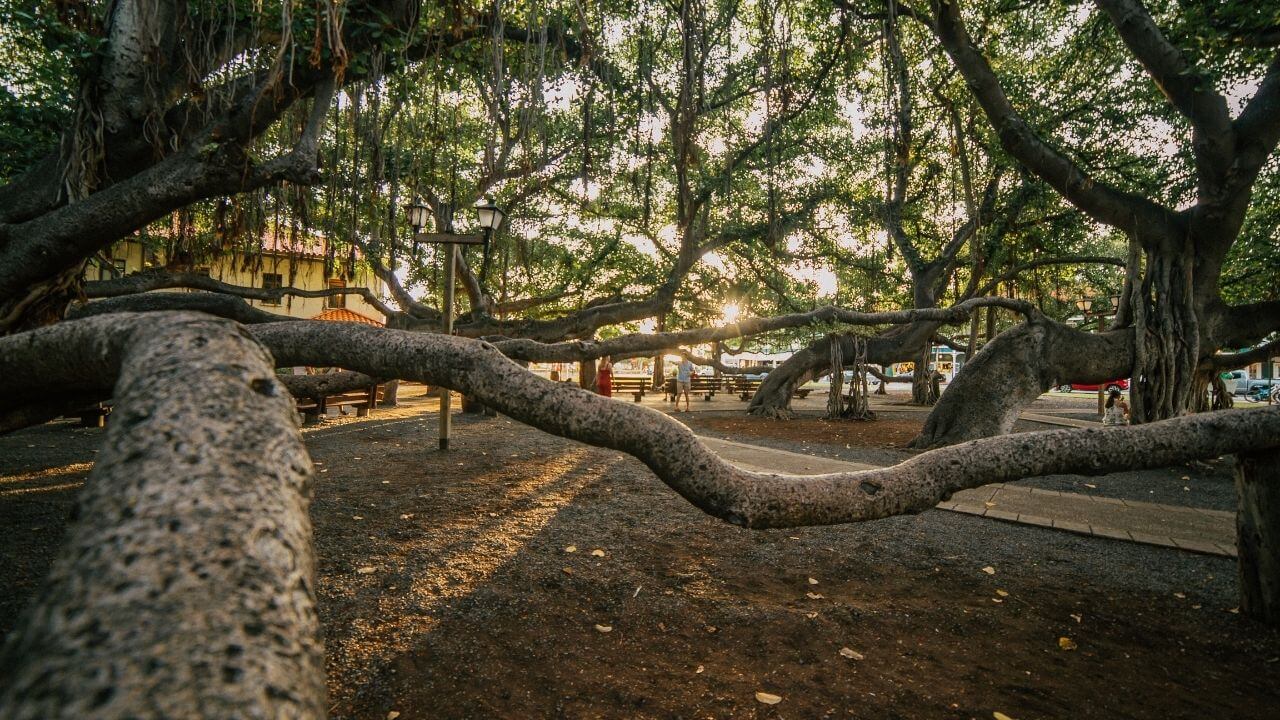 Banyan tree in Lahaina Maui-2 Banyan tree in Lahaina Maui a top thing to see in Lahaina