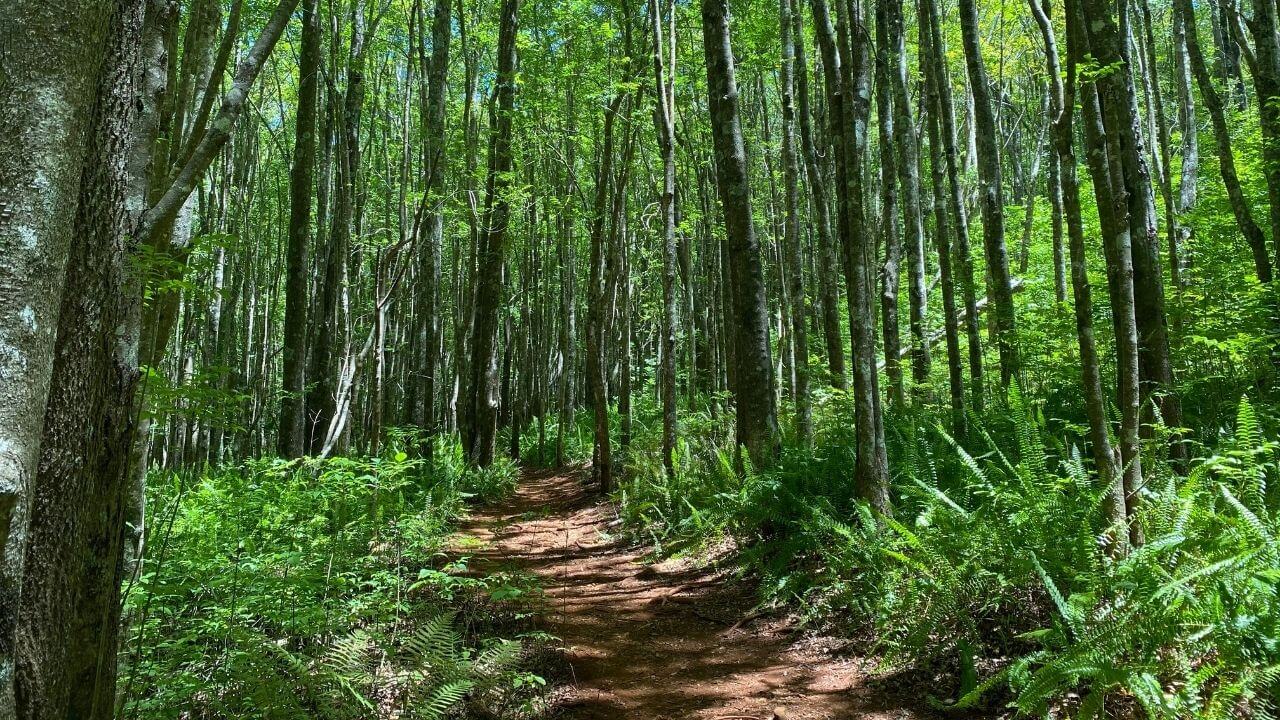 Makawao Forest Reserve-2 Hiking through Makawao State Forest Reserve Upcountry Maui
