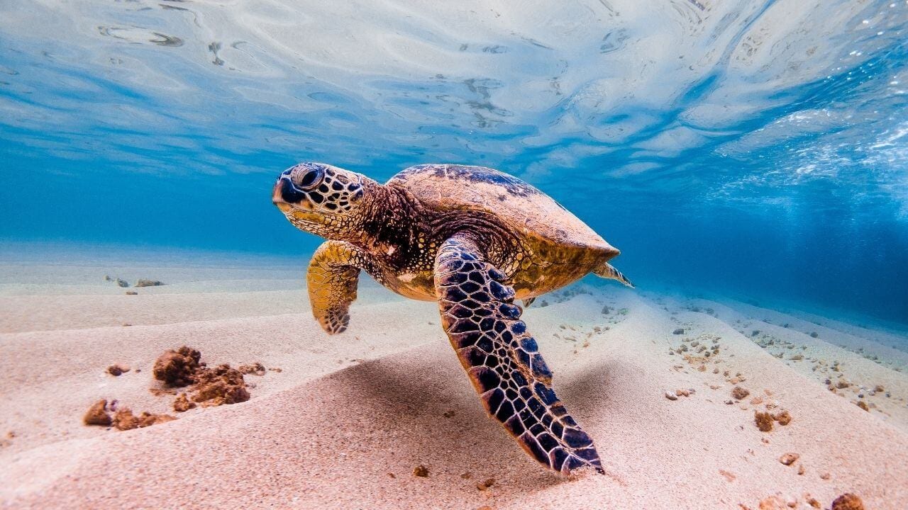 Swimming with sea turtles on Maui