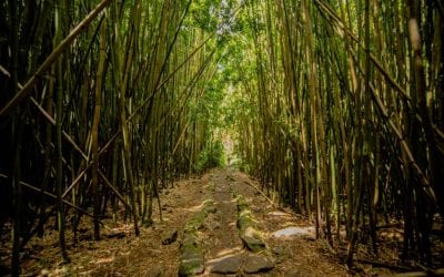 A Guide to Hiking the Pipiwai Trail, Maui, HI