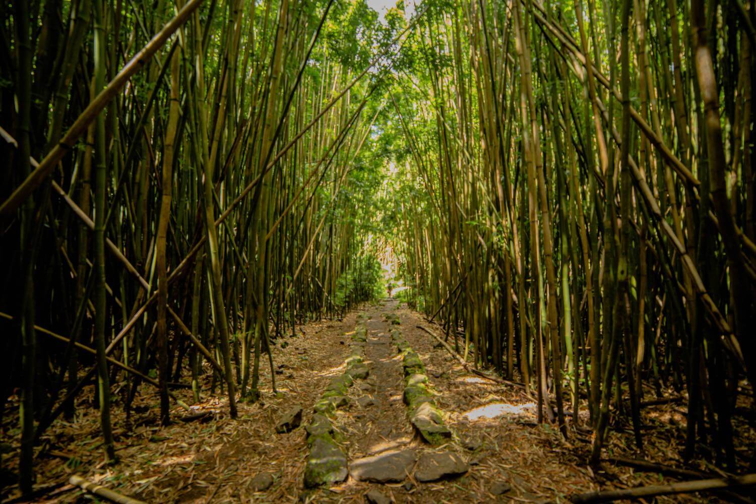 The Pipiwai Trail inside Haleakala National Park-2 The Pipiwai Trail inside Haleakala National Park