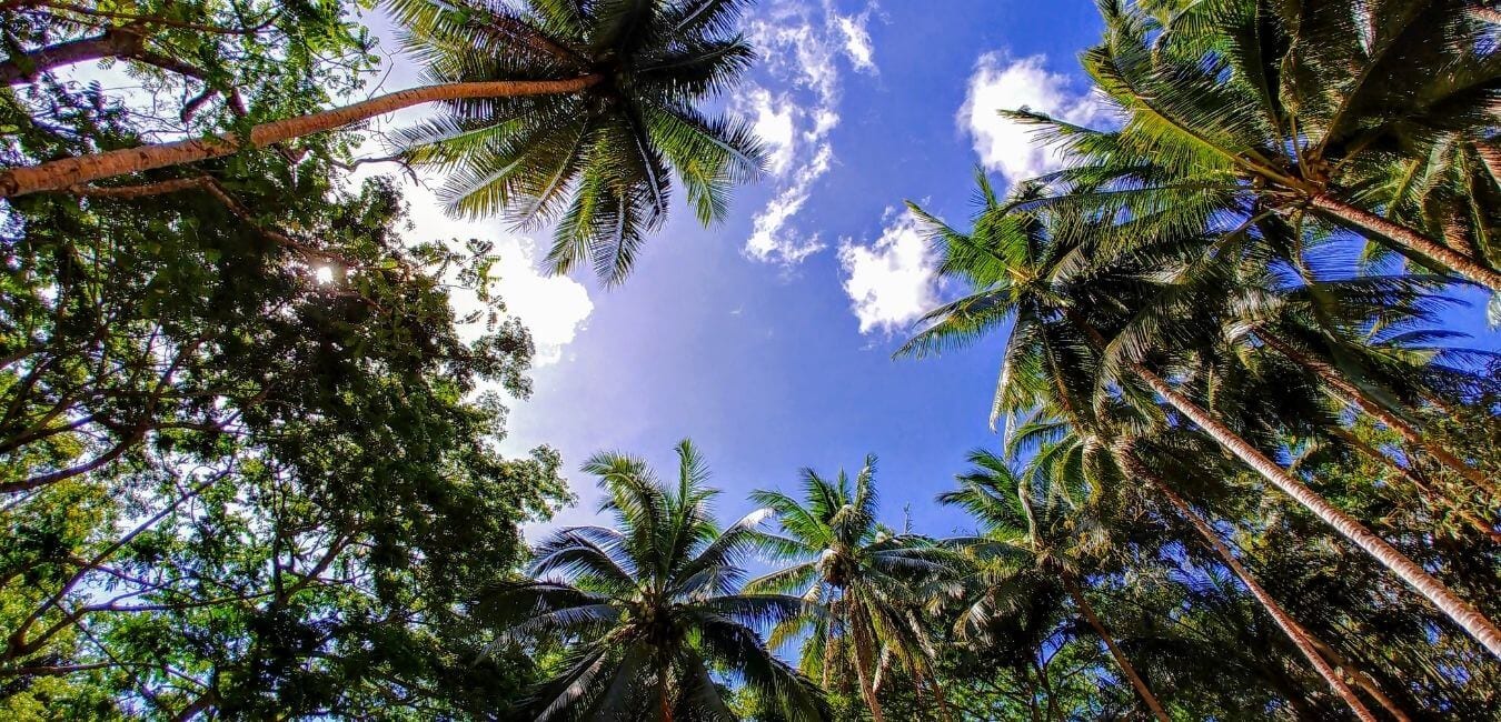 Palm trees in the Philippines 