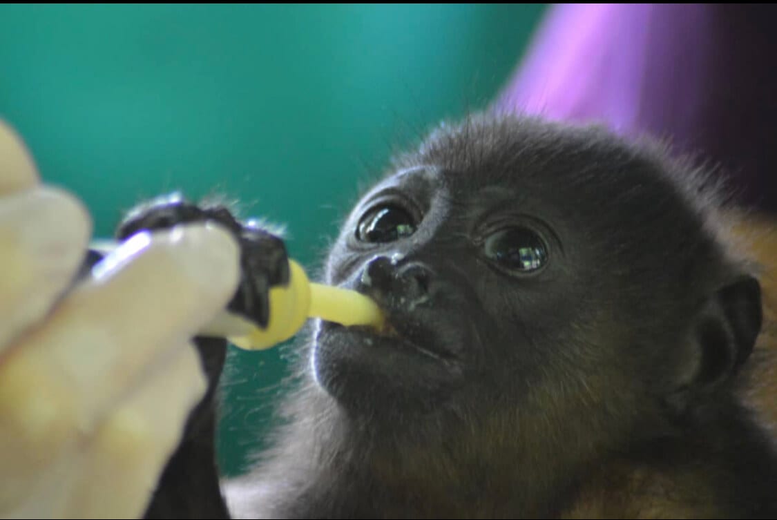 Helping a baby monkey at the wildlife rescue center