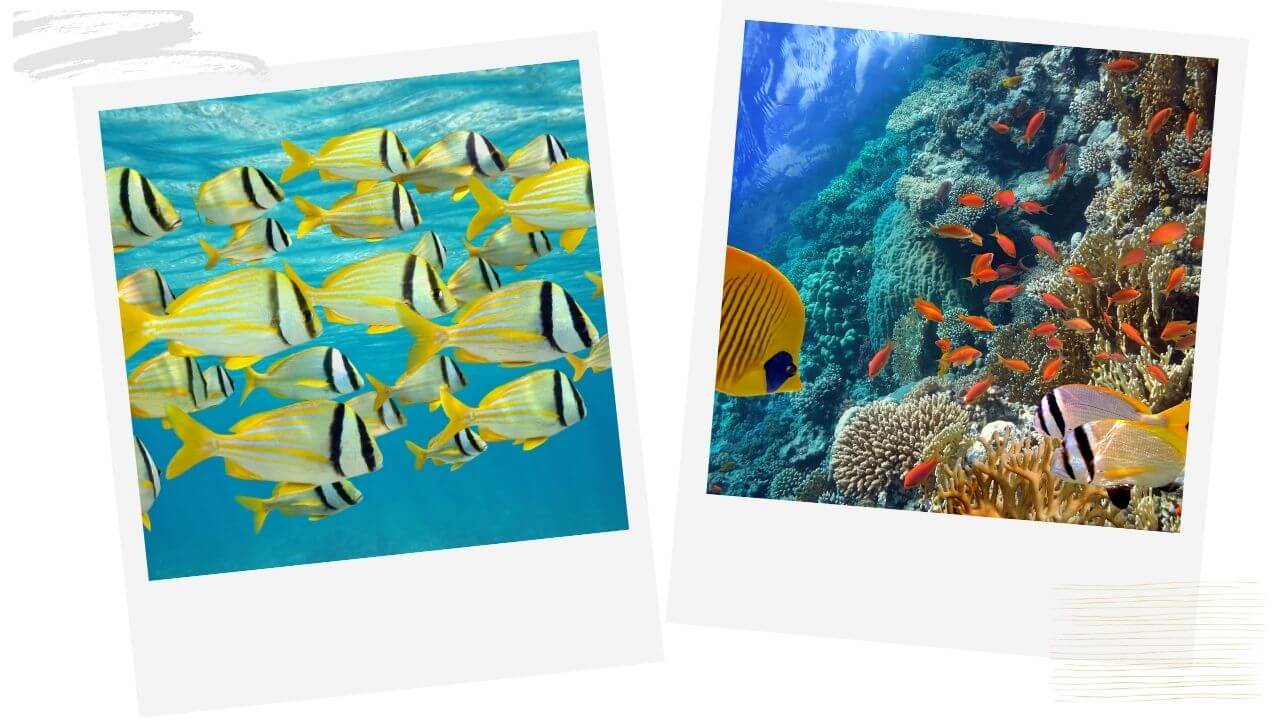 Snorkeling in Maui Snorkeling in Maui