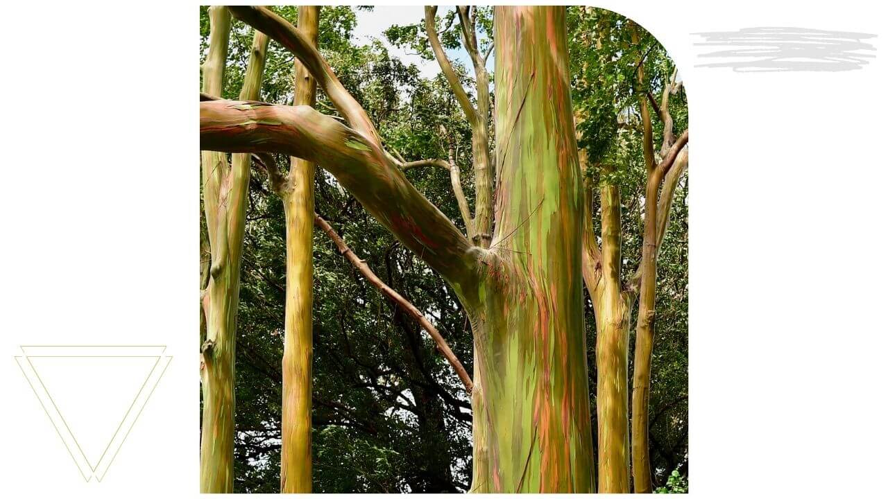 Rainbow eucalyptus on the road to Hana, Maui Rainbow eucalyptus on the road to Hana