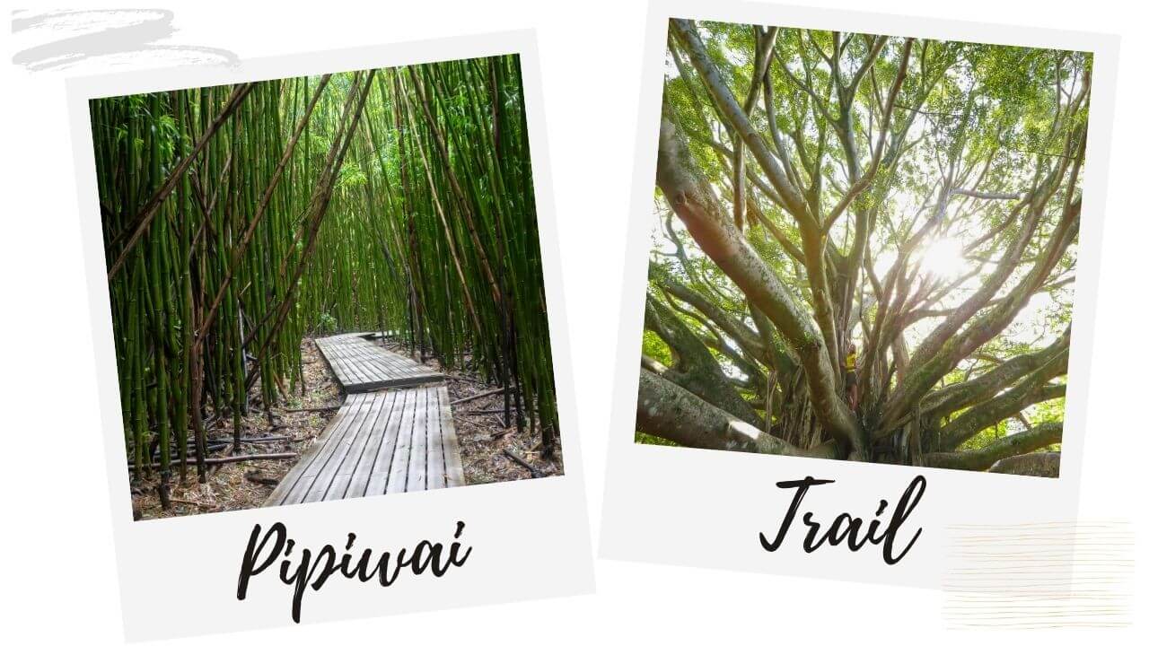 The Pipiwai Trail, Hana Maui