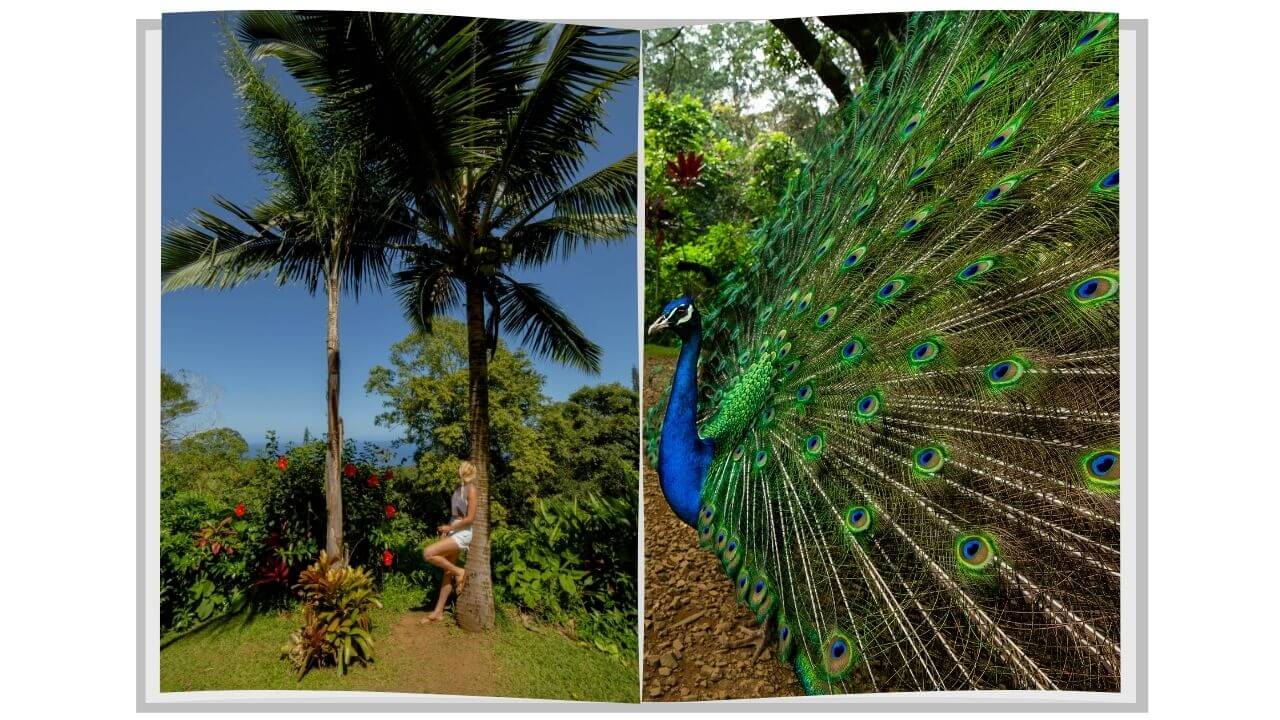 Peacock at the garden of Eden The Garden of Eden on the road to Hana