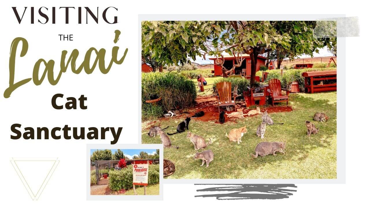 Exploring the Lanai Cat sanctuary