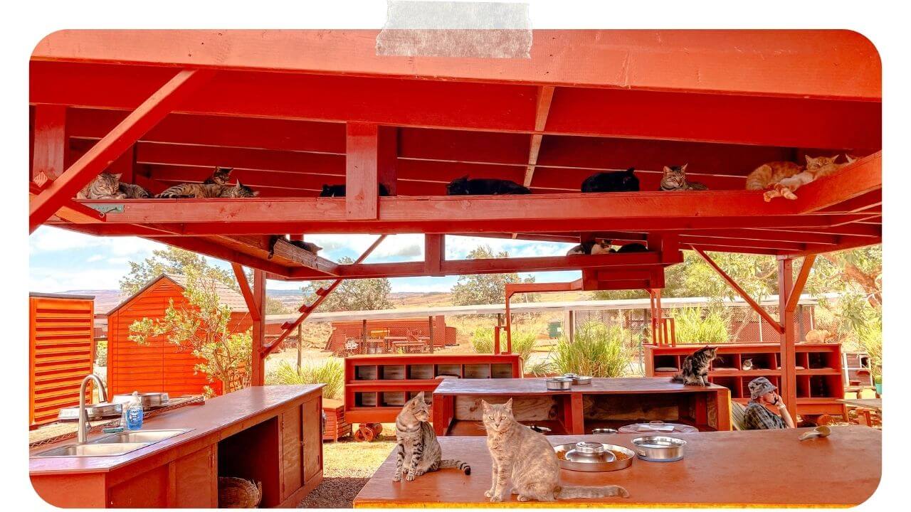 The Lanai cat Sanctuary