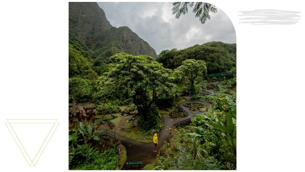 The taro exhibit in Iao Valley Maui The taro exhibit in Iao Valley Maui