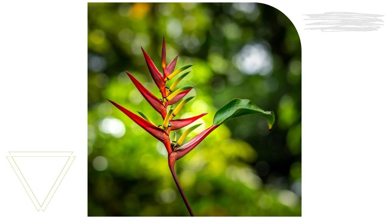 Waimea Botanical Gardens Oahu -2 Waimea Botanical Gardens Oahu -2