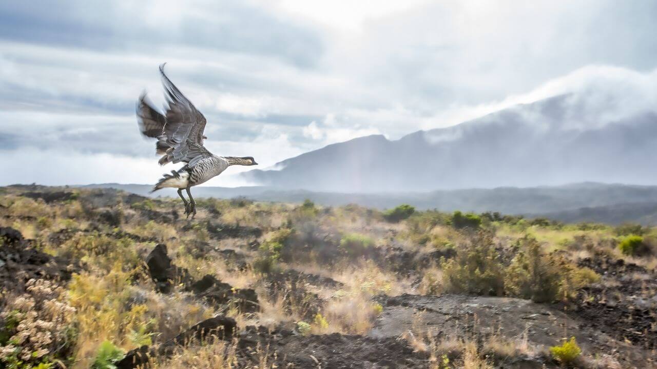 Nene goose inside Haleakala National  Park Maui 