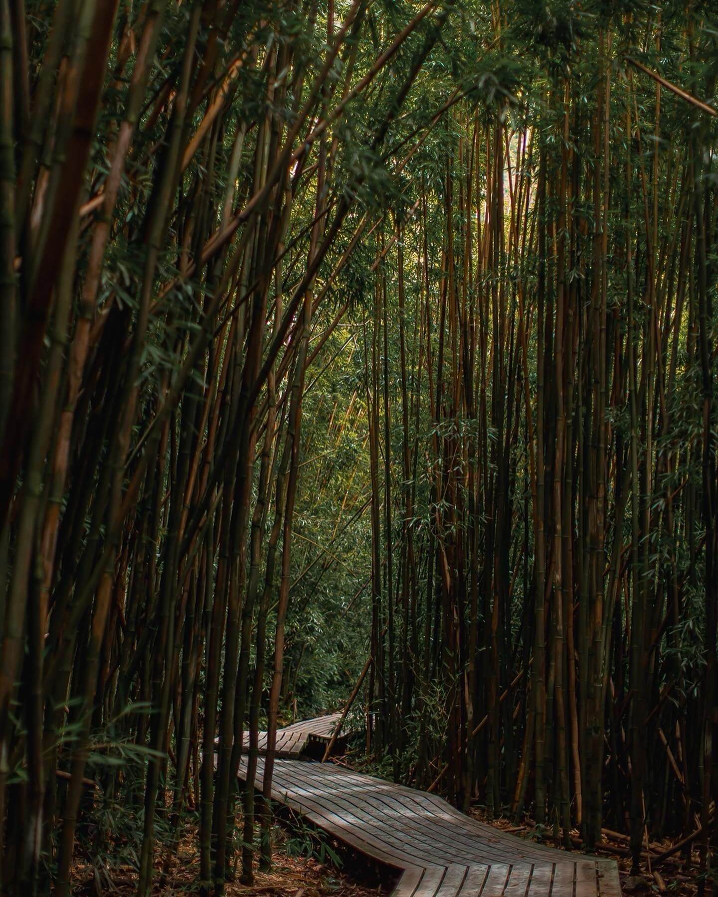 98C319C0-0956-45F9-8269-8B8EB2E95D6A Places in Maui at the bamboo forest with I'm Jess Traveling