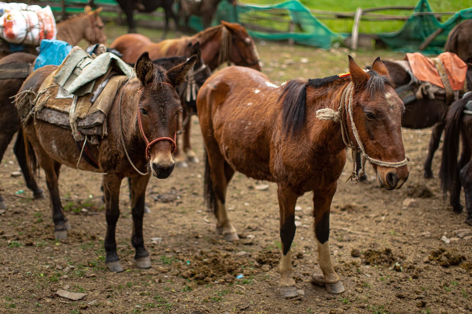 Salkantay Trek on the 2 week Peru Itinerary