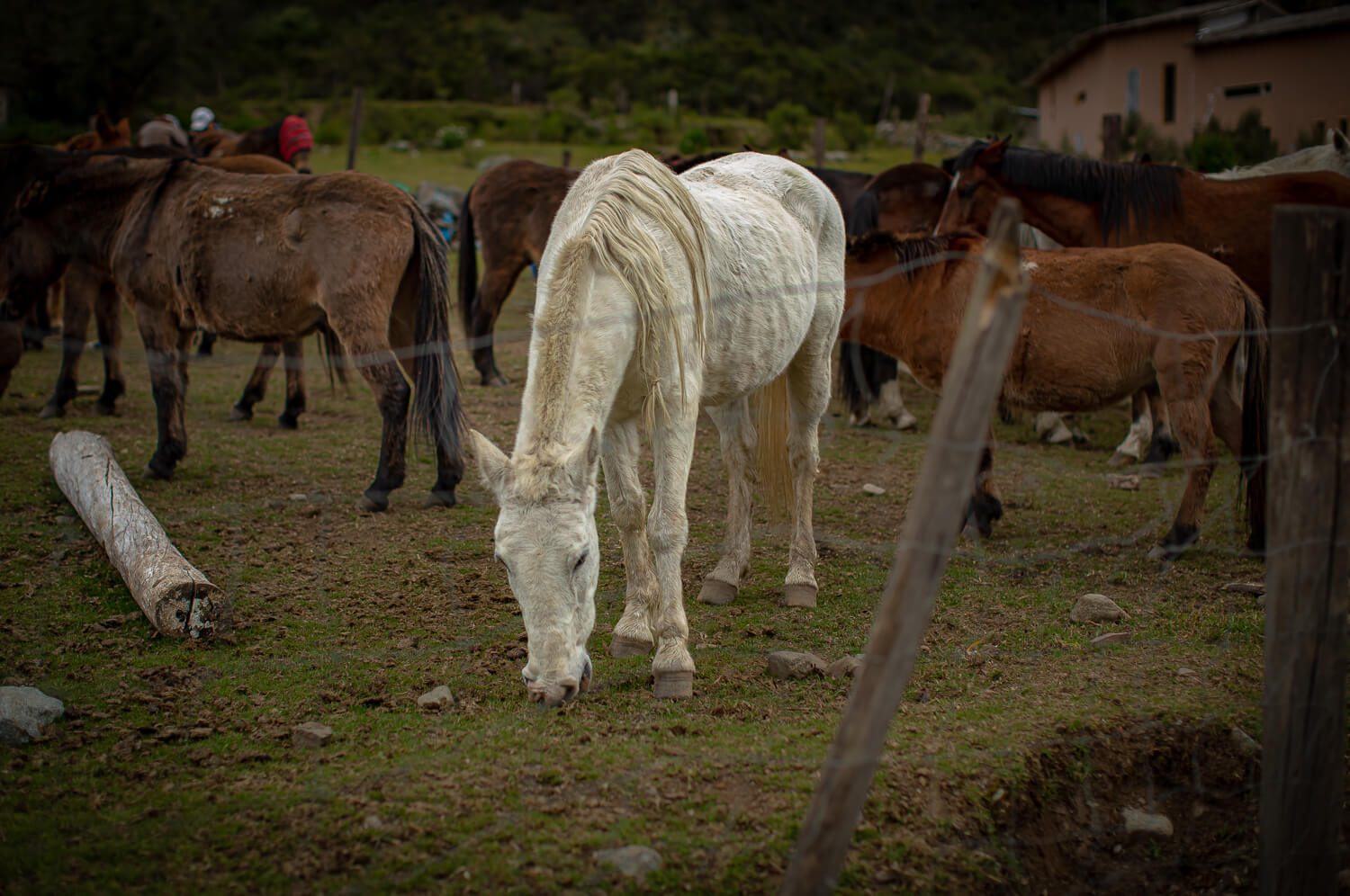 Horses on the Salkantay Trail