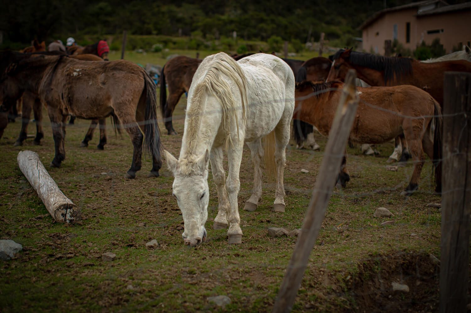 Horses on the trail Horses on the Salkantay Trail