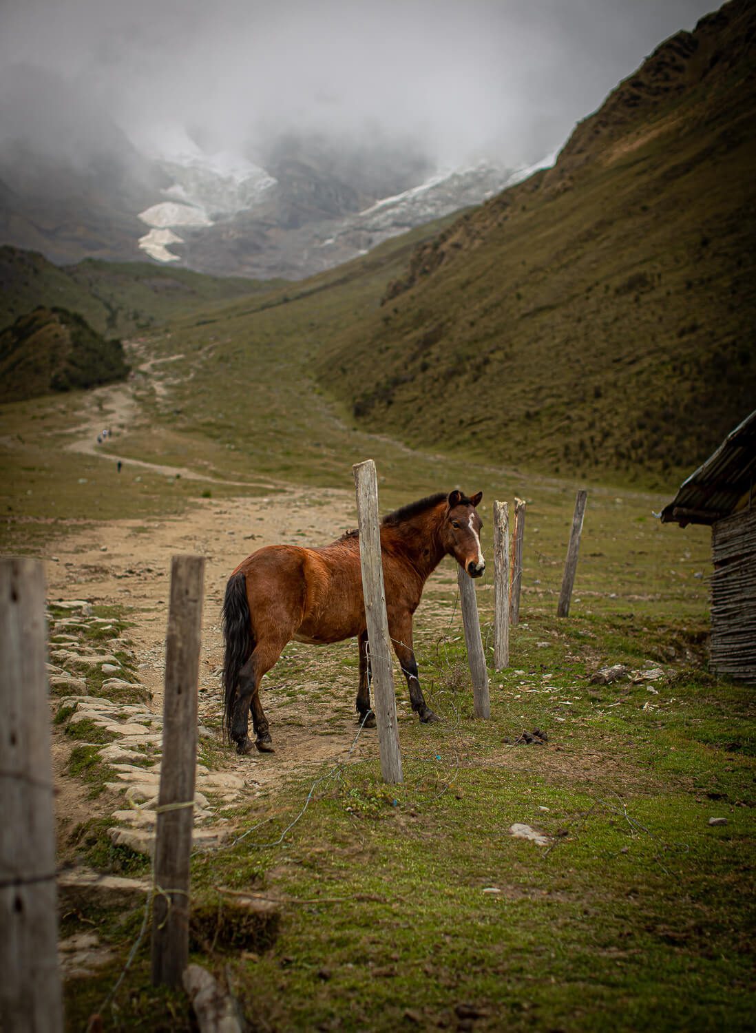 A horse and its trail The start of the hike to Humantay Lake