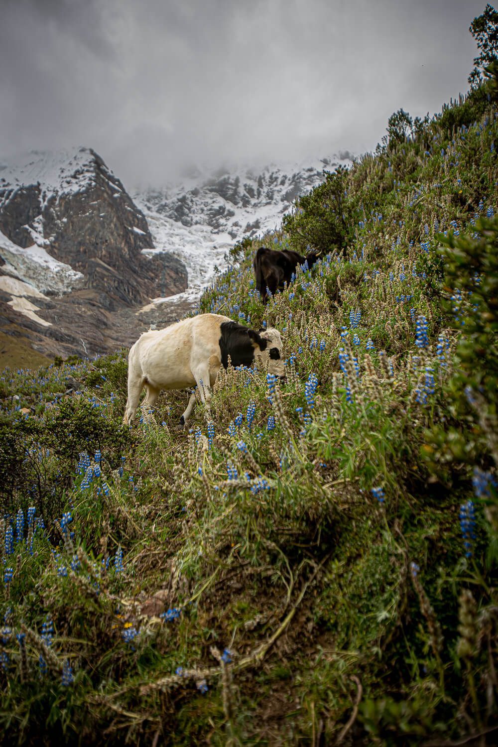 Cows on the trail to Laguna Humantay in Peru