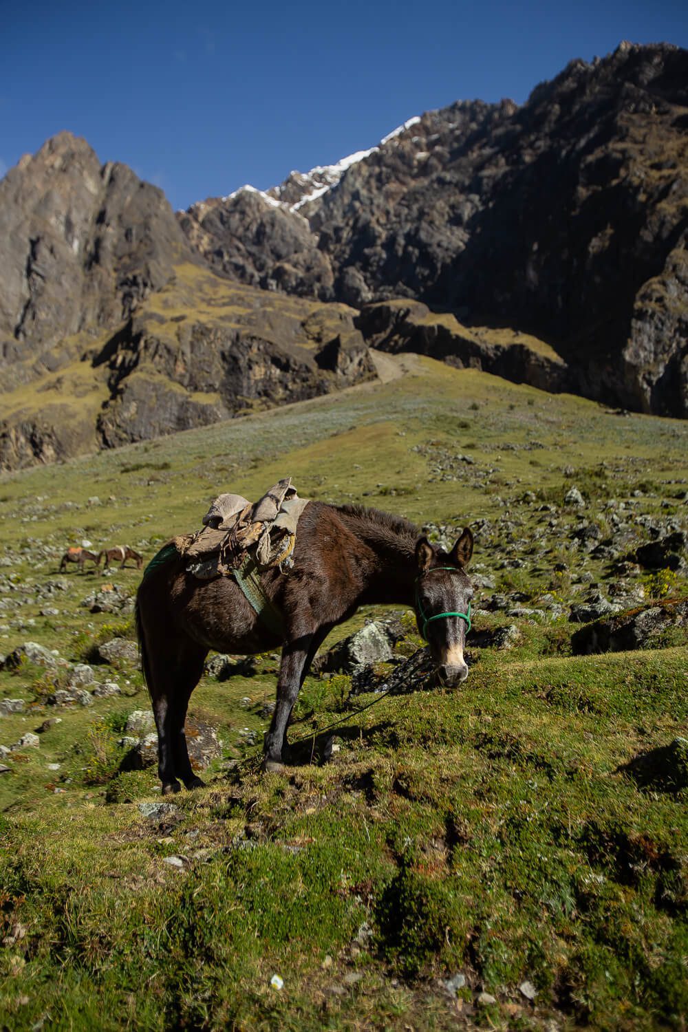A lone horse on the Salkantay Trek