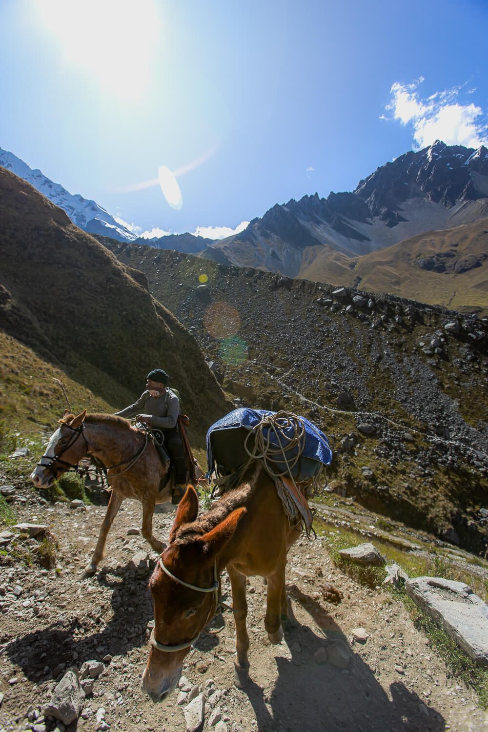Salkantay Trek without a guide Horses on the Salkantay Trek in Peru
