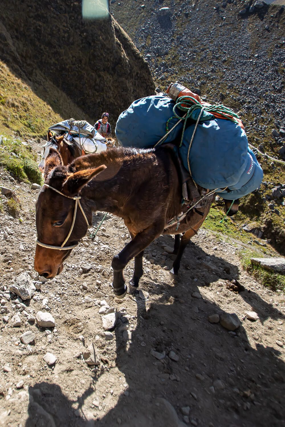 A mule on a steep incline towards the Salkantay Pass 