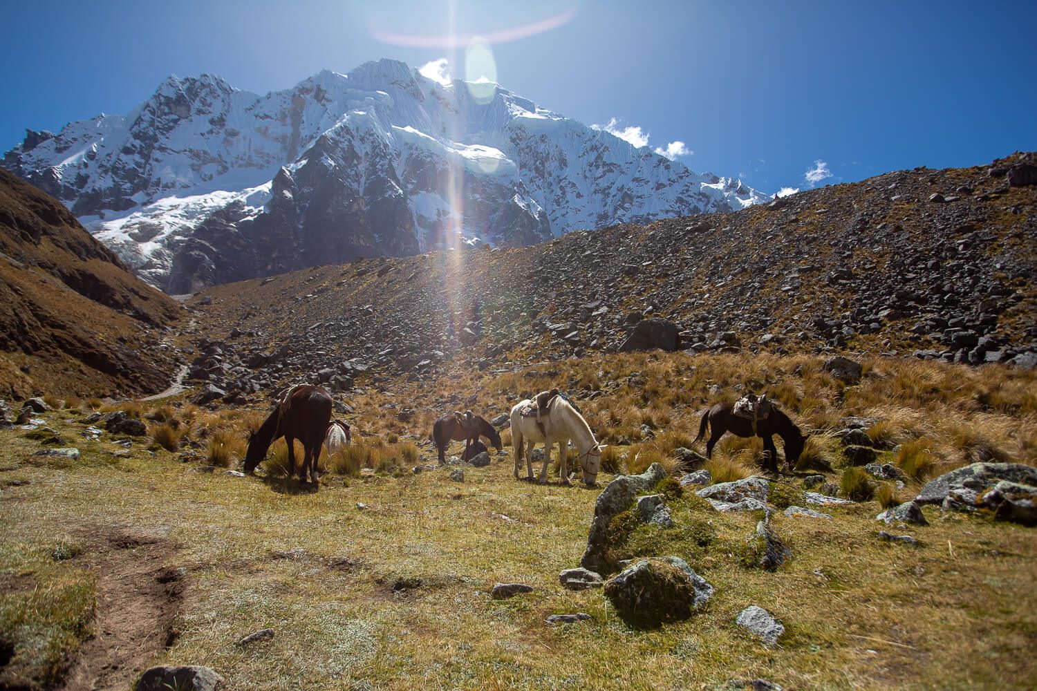 Horses in the mountains in Peru Horses along the Salkantay Trail in Peru