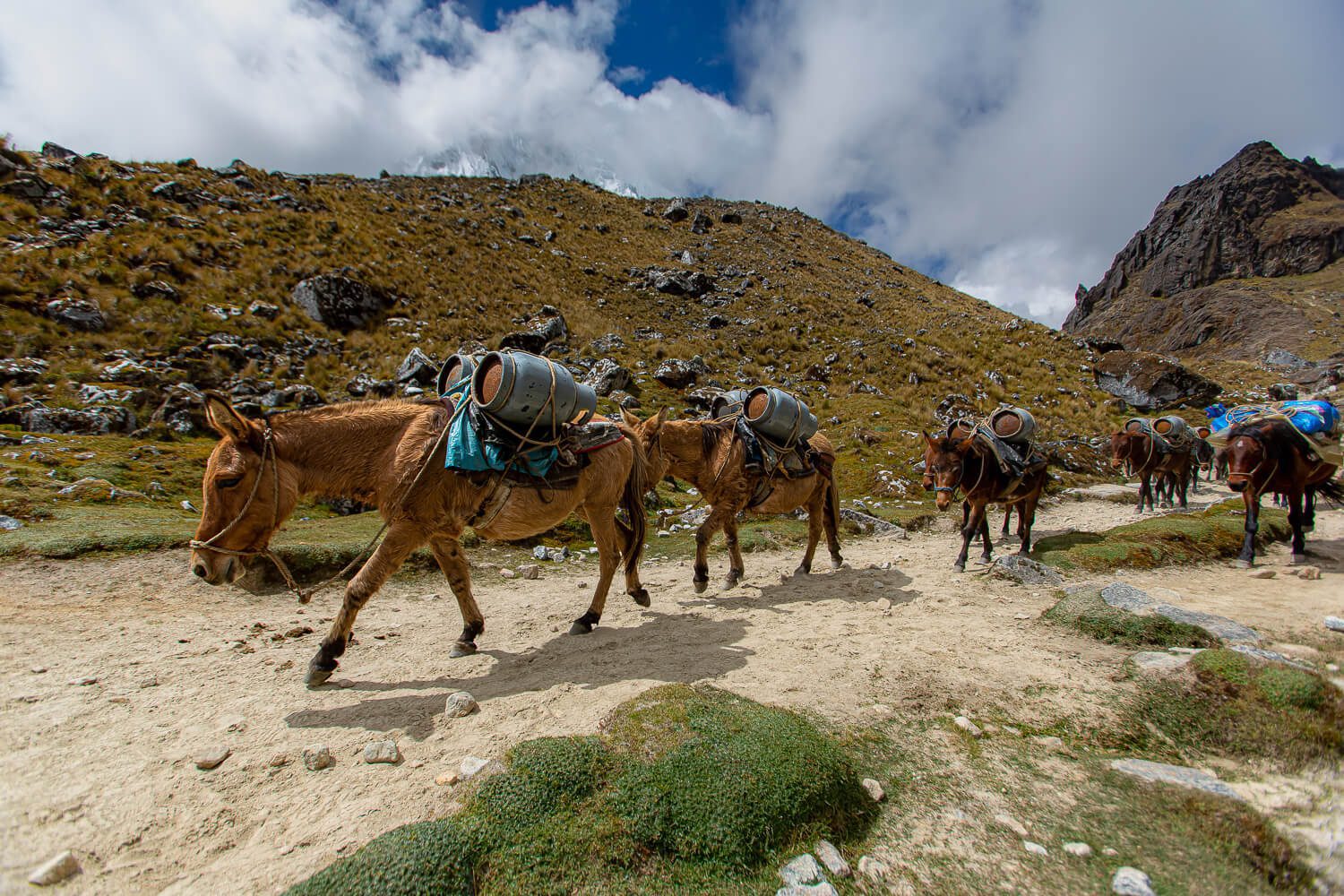 Horses along the Salkantay Trail in Peru 