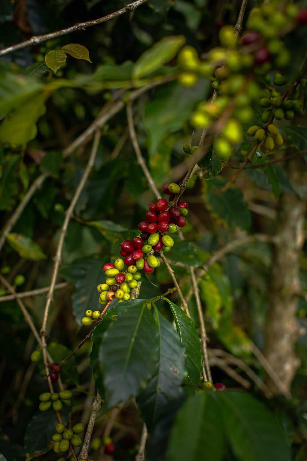 Coffee Farm Lucmambamba-34 Coffee Farm in Jardin