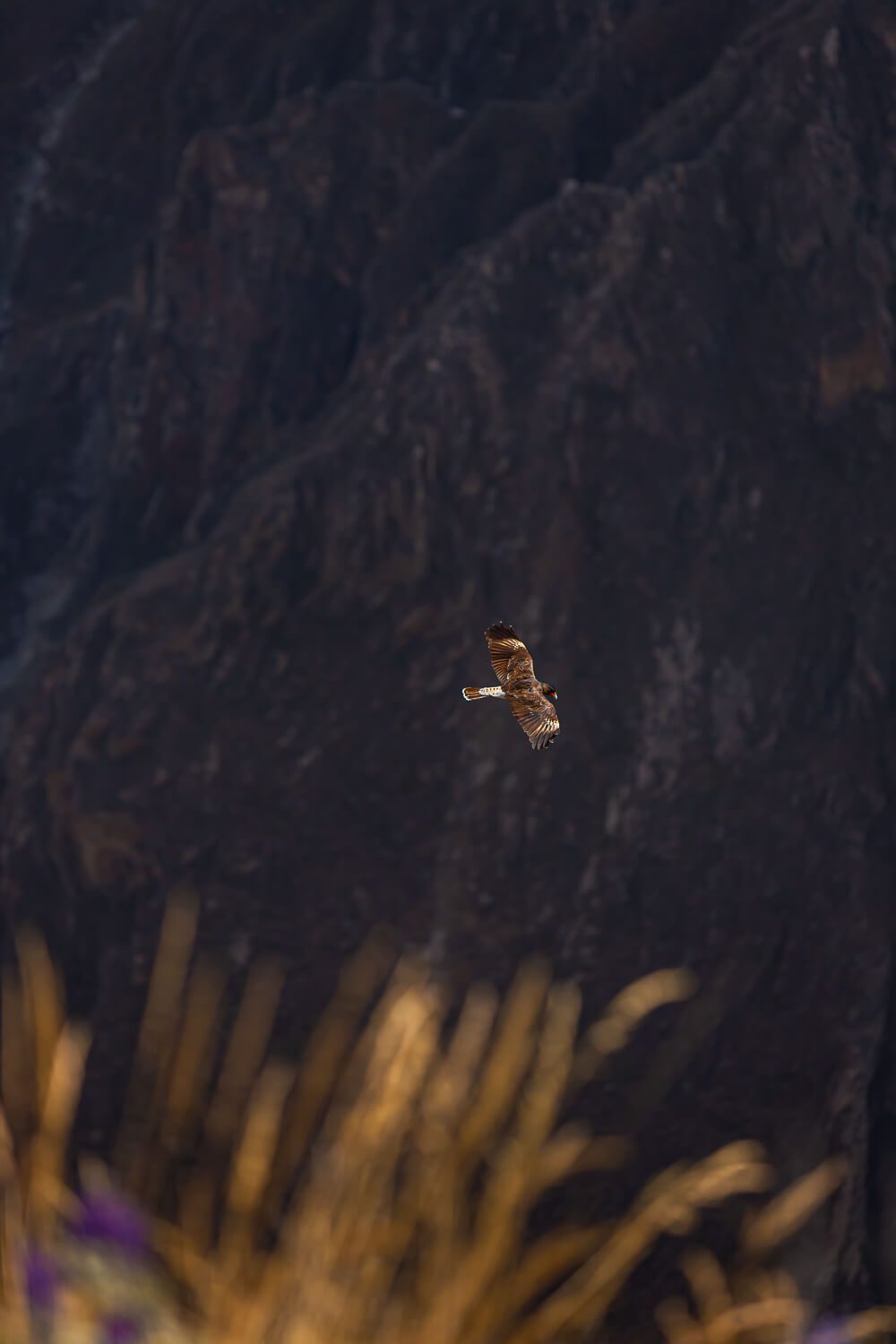 Flying Andean Condors Flying Andean Condors