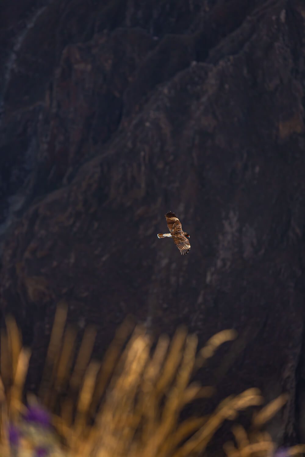 Flying Andean Condors