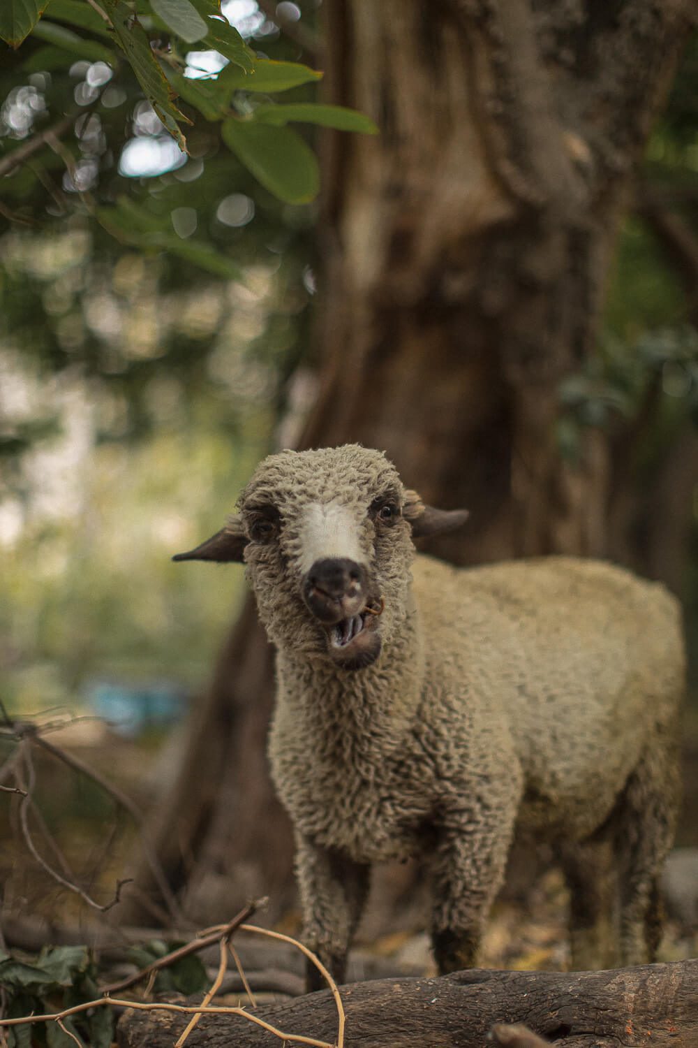 A sheep on the Colca Canyon Trail